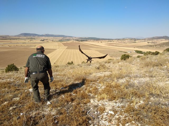 Liberan un Águila Real, que sufrió una electrocución, tras su tratamiento en el Centro de Recuperación de Fauna silvestre ‘El Valle’ - 2, Foto 2