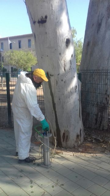 Parques y Jardines protege más de 450 pinos y eucaliptos con un tratamiento innovador para garantizar la seguridad - 1, Foto 1