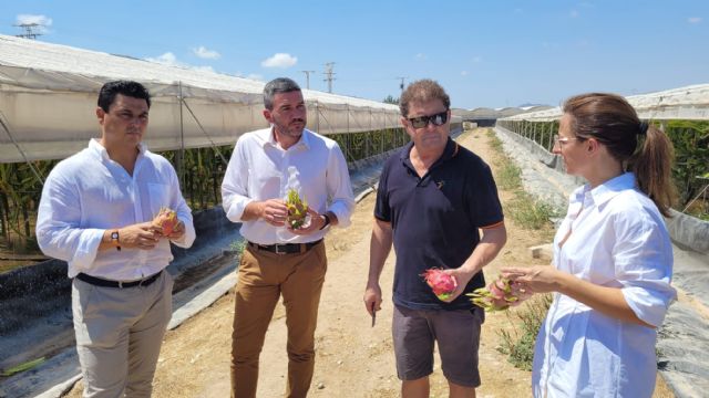 La producción de pitaya en la Región de Murcia creció hasta las 1.555 toneladas el pasado año - 1, Foto 1
