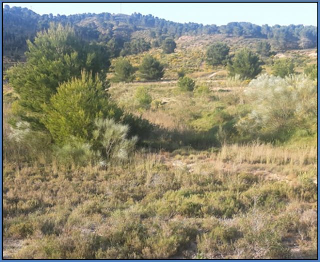 Ecologistas advierte de la destrucción de vegetación protegida y afecciones a especies amenazadas en la finca La Naveta del Puerto, junto al Parque Regional Carrascoy-El Valle - 2, Foto 2