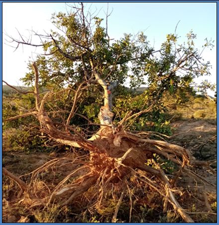 Ecologistas advierte de la destrucción de vegetación protegida y afecciones a especies amenazadas en la finca La Naveta del Puerto, junto al Parque Regional Carrascoy-El Valle - 3, Foto 3