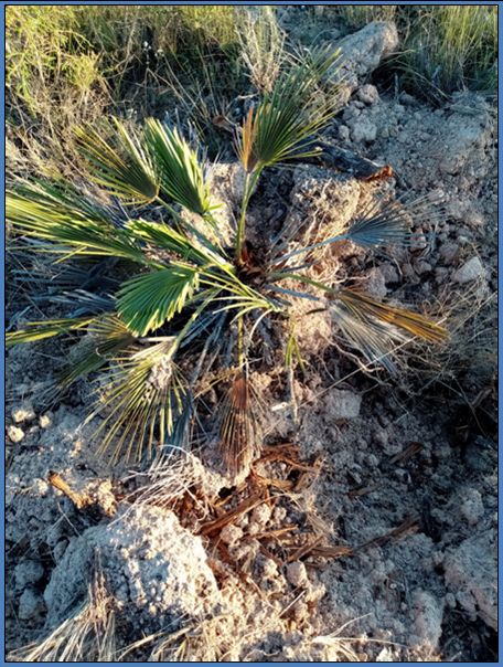 Ecologistas advierte de la destrucción de vegetación protegida y afecciones a especies amenazadas en la finca La Naveta del Puerto, junto al Parque Regional Carrascoy-El Valle - 4, Foto 4