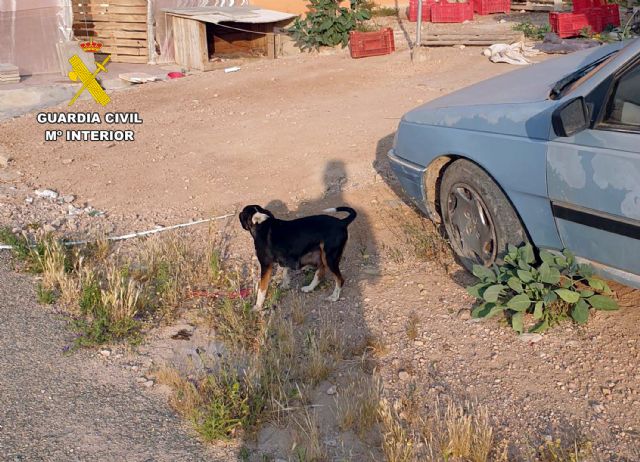 La Guardia Civil investiga a una vecina de Mazarrn por maltrato animal, Foto 3