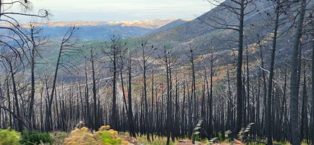 Prevenir el fuego es gestionar el territorio. un cambio de enfoque imprescindible - 1, Foto 1