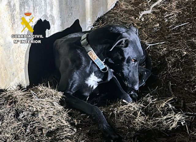 La Guardia Civil investiga en Lorca al propietario de un galgo y a un veterinario por certificar su muerte cuando estaba desaparecido, Foto 3