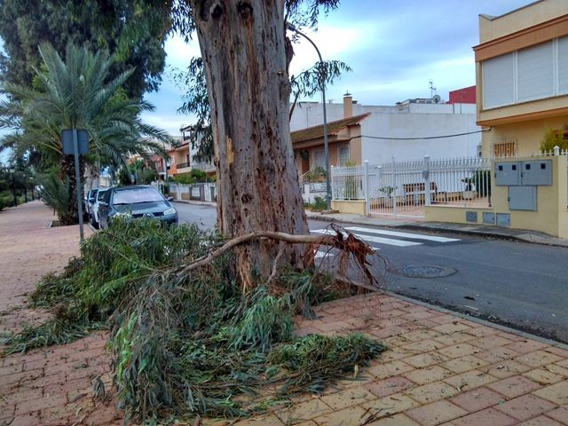 El PSOE pide la revisión y poda responsable del arbolado de gran porte - 1, Foto 1