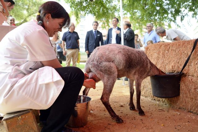 Los animales y las tradiciones de la Huerta se trasladan a los jardines de Teniente Flomesta - 3, Foto 3