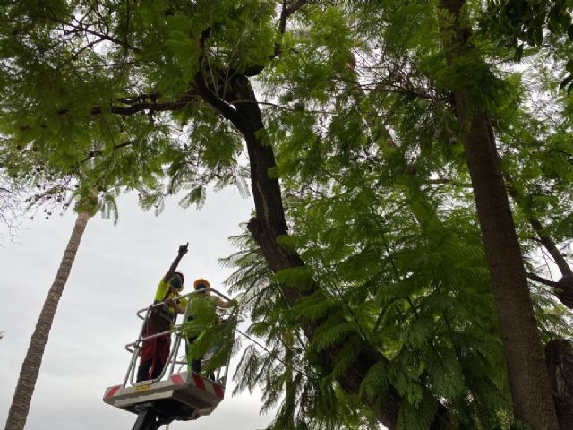 El Ayuntamiento revisa los árboles de la avenida Intendente Jorge Palacios para garantizar la seguridad de los vecinos durante la Feria - 1, Foto 1