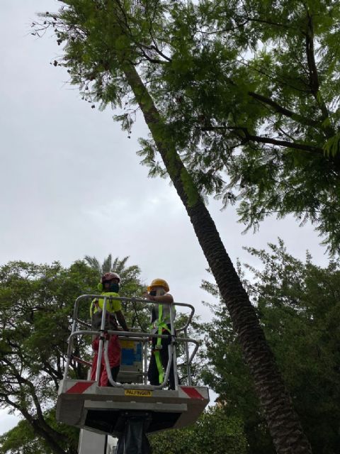 El Ayuntamiento revisa los árboles de la avenida Intendente Jorge Palacios para garantizar la seguridad de los vecinos durante la Feria - 2, Foto 2
