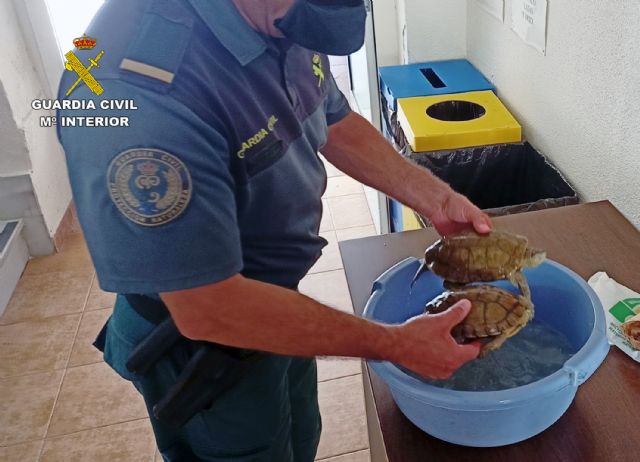 La Guardia Civil denuncia a una persona por capturar dos galápagos de la especie Mauremys leprosa - 2, Foto 2