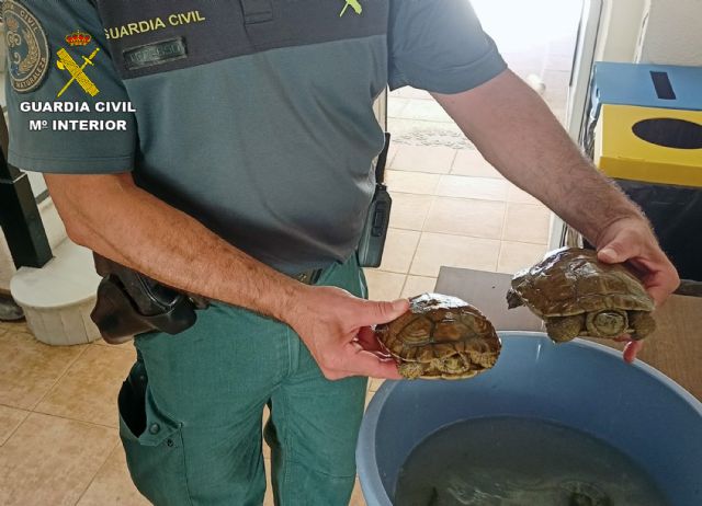 La Guardia Civil denuncia a una persona por capturar dos galápagos de la especie Mauremys leprosa - 3, Foto 3