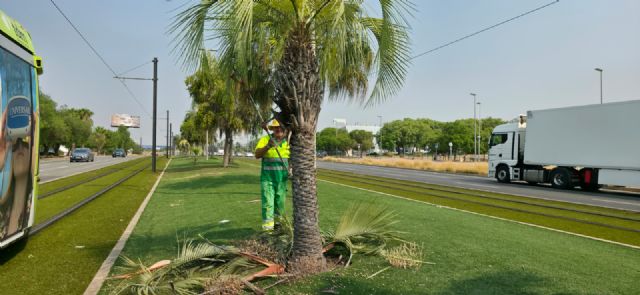 El Ayuntamiento moderniza el riego en la mediana de Juan de Borbón y refuerza el mantenimiento de este espacio verde - 3, Foto 3
