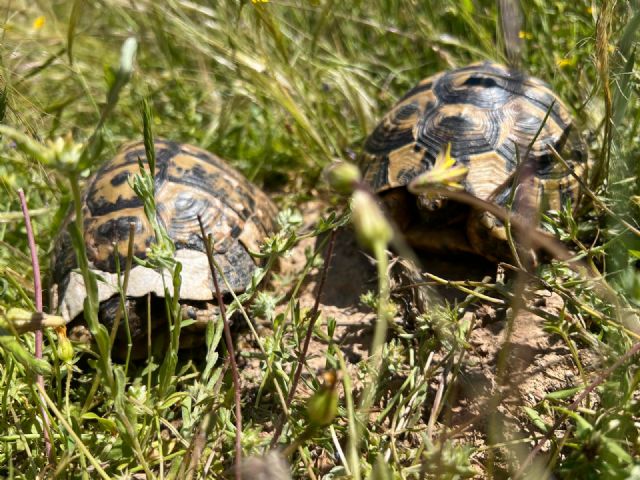 Abierto un plazo de dos meses para realizar aportaciones al Plan de Conservación de la Tortuga Mora - 1, Foto 1