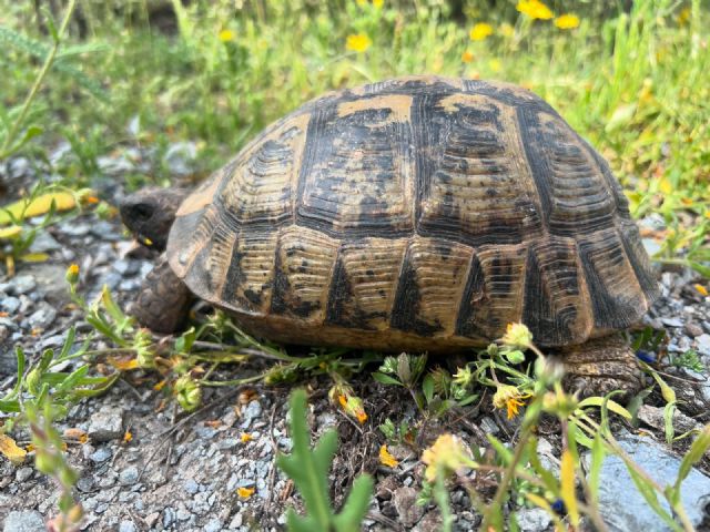 Abierto un plazo de dos meses para realizar aportaciones al Plan de Conservación de la Tortuga Mora - 2, Foto 2