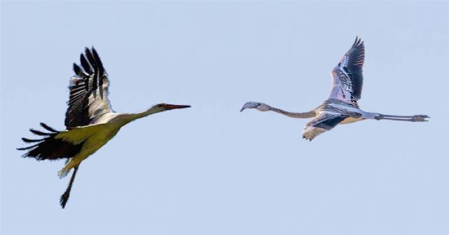 Flamenquitos y cigüeñas, un dúo dinámico - 1, Foto 1