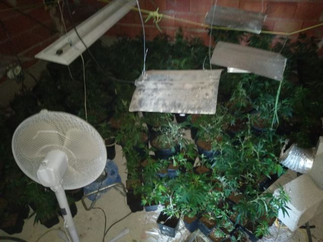 Localizado e incautado en Pliego un cultivo ilegal de 284 plantas de marihuana - 1, Foto 1