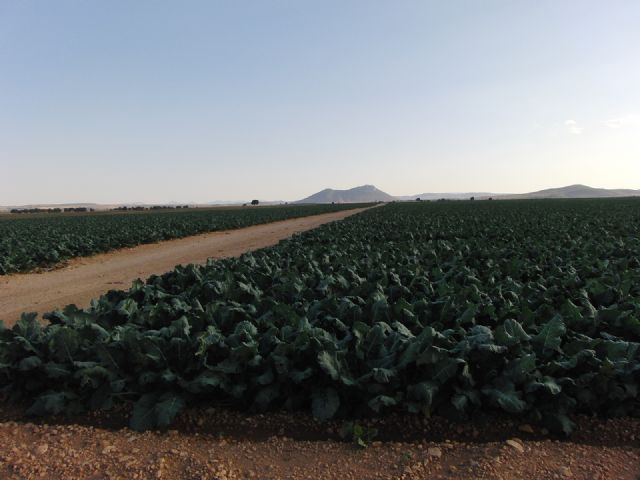 Los Regantes, en la Junta General de ARECA, respaldan todas las iniciativas de la Junta Directiva, como la denuncia presentada a la Fiscalía por la transformación  ilegal de más de 2000 Has secano a regadío - 1, Foto 1