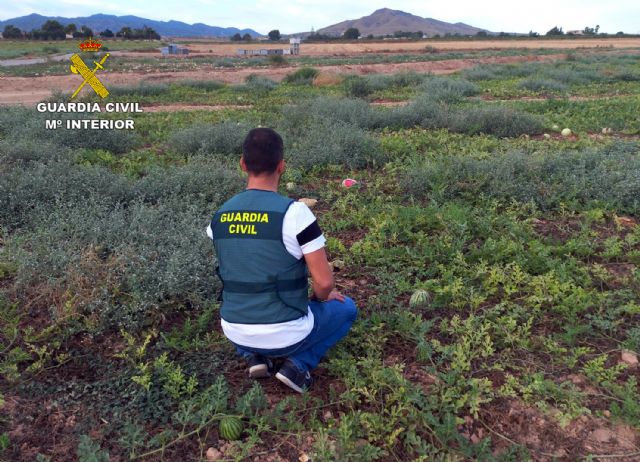 La Guardia Civil desarticula un grupo delictivo dedicado a la sustracción de sandías en el Valle del Guadalentín, Foto 3