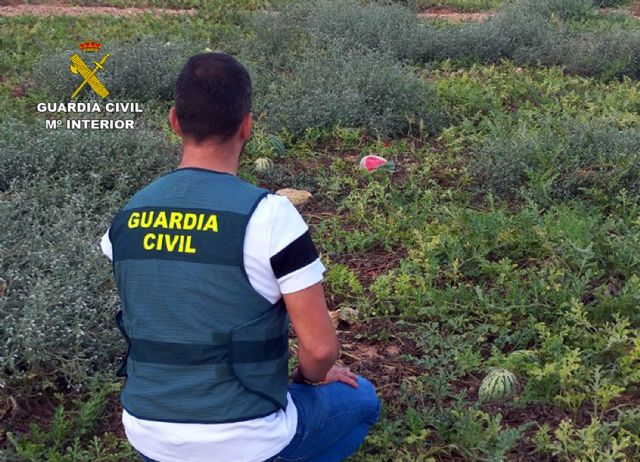 La Guardia Civil desarticula un grupo delictivo dedicado a la sustracción de sandías en el Valle del Guadalentín, Foto 4