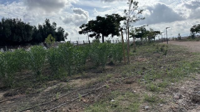 La renaturalizaci�n de 1,4 kil�metros de la Rambla Sur de Torre-Pacheco reduce el riesgo de inundaciones para m�s de 8.600 habitantes