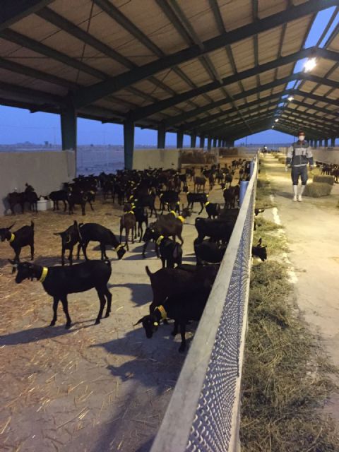 Agricultura felicita a Treseus y Acrimur por la exportación a Irán de 1.000 cabezas de ganado caprino - 1, Foto 1