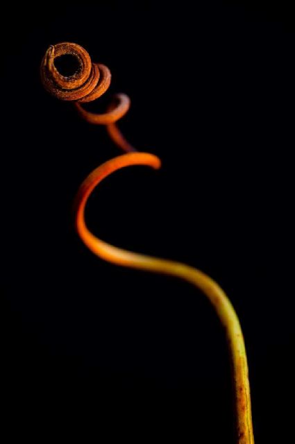 El yeclano José Miguel Ortuño recibe el segundo premio del Certamen Fotográfico Viña do Campo - 2, Foto 2