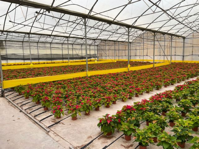 El Ayuntamiento de Lorca lleva a cabo el cultivo, en los viveros municipales, de las tradicionales flores de pascua que decorarán plazas y parques del municipio esta navidad - 1, Foto 1