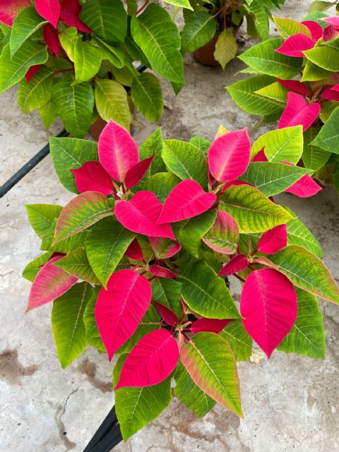 El Ayuntamiento de Lorca lleva a cabo el cultivo, en los viveros municipales, de las tradicionales flores de pascua que decorarán plazas y parques del municipio esta navidad - 3, Foto 3