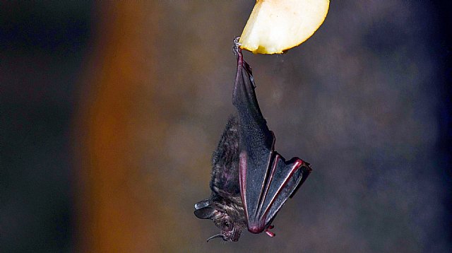 Los murciélagos, una especie que beneficia al ser humano, la salud, la agricultura y la economía - 1, Foto 1