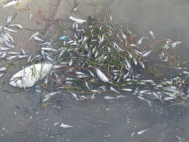 EQUO RM: El Gobierno Regional da la espalda a la recuperación del Mar Menor - 2, Foto 2