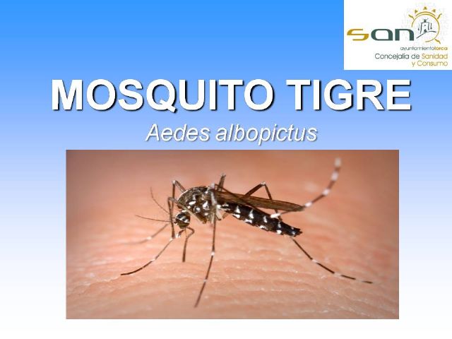 El Ayuntamiento intensifica su campaña de concienciación contra el mosquito tigre - 2, Foto 2