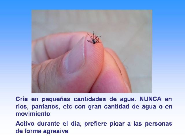 El Ayuntamiento intensifica su campaña de concienciación contra el mosquito tigre - 4, Foto 4