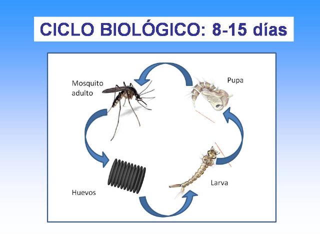El Ayuntamiento intensifica su campaña de concienciación contra el mosquito tigre - 5, Foto 5