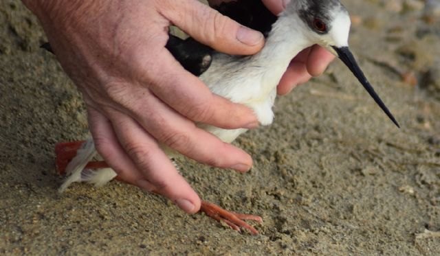 Los humedales de la Región cuentan con un centenar de especies diferentes de aves - 1, Foto 1