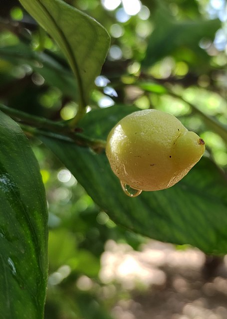 Una cooperativa anima al consumo de cítricos nacionales - 1, Foto 1