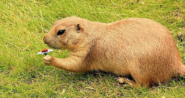 En el día de la marmota meetic predice cuándo saldrán de su hibernación los solteros - 1, Foto 1