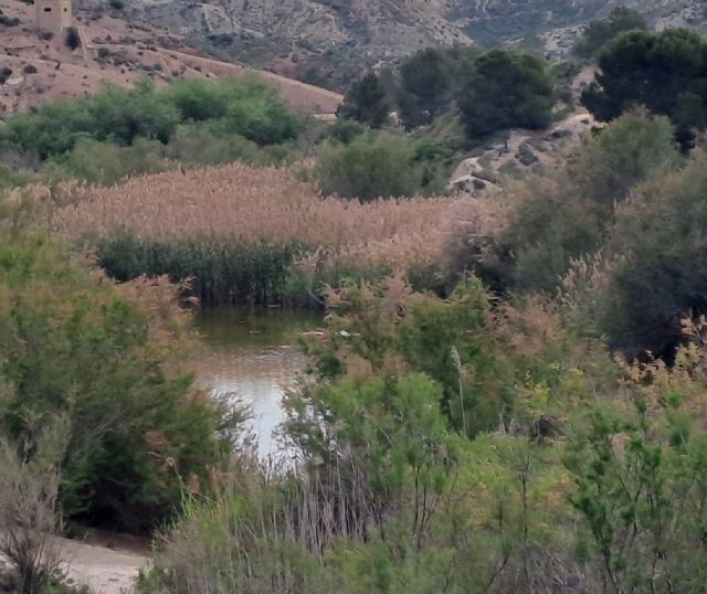 El Ayuntamiento de Molina de Segura conmemora hoy lunes 2 de febrero, el Día Mundial de los Humedales destacando las acciones de restauración y de sensibilización desarrolladas en estos espacios naturales - 3, Foto 3