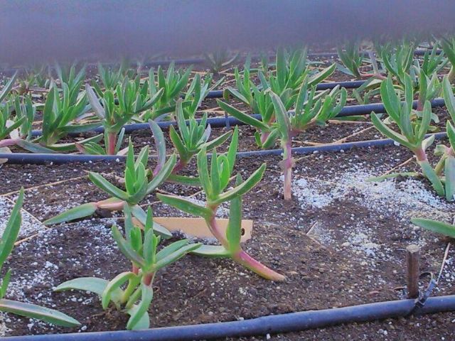 Denuncian la utilización de una especie invasora en unas obras en Cieza - 2, Foto 2