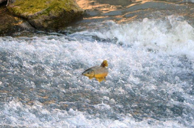 Ejecutados por las Confederaciones Hidrográficas del Segura y del Ebro y por los Gobiernos de Murcia y de Navarra - 1, Foto 1