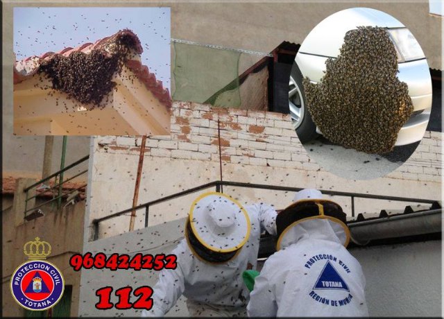 Protección Civil de Totana activa el dispositivo para recuperar enjambres perdidos en el entorno urbano, Foto 1