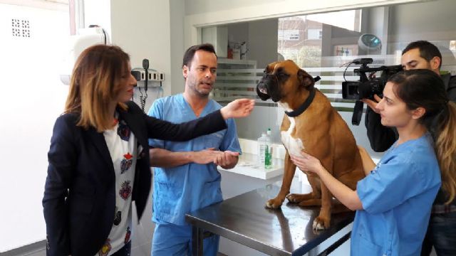 La Concejalía de Sanidad constata un incremento del número de perros identificados con el correspondiente microchip que se eleva hasta los 12.325 - 1, Foto 1