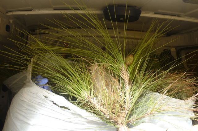 Se están quitando los bolsones de procesionaria de los principales espacios verdes del casco urbano - 1, Foto 1