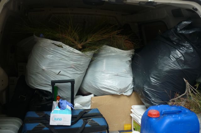 Se están quitando los bolsones de procesionaria de los principales espacios verdes del casco urbano - 2, Foto 2