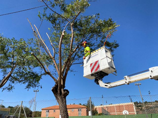 Parques y Jardines poda más de un millar de árboles de los centros deportivos del municipio - 1, Foto 1