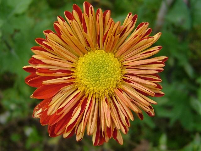 Una flor, un país - 3, Foto 3