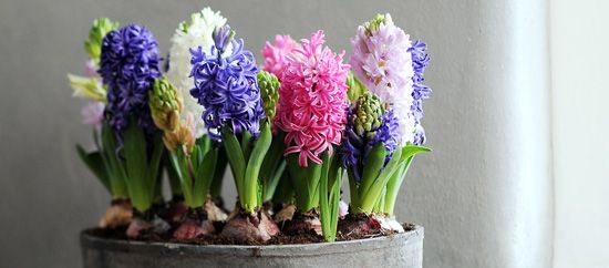 Una flor, un país - 4, Foto 4