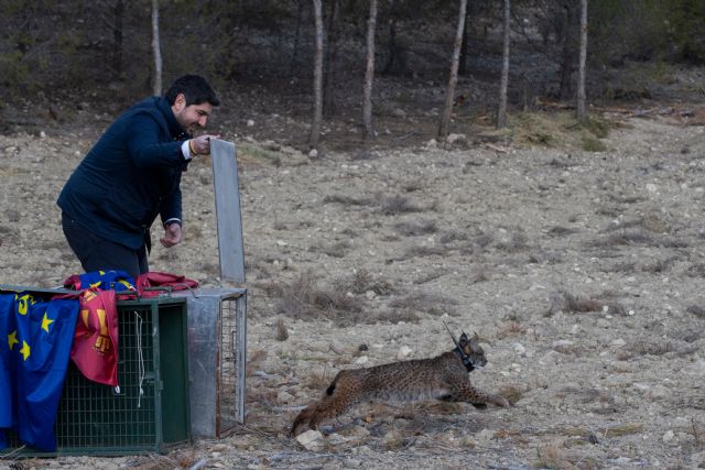 Reintroducción del lince ibérico en la Región de Murcia - 2, Foto 2