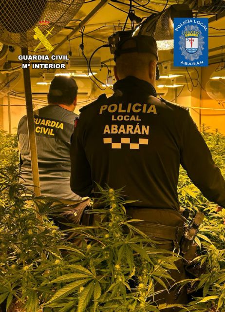 Desmantelan un grupo delictivo en Abarán dedicado al cultivo ilícito de marihuana - 3, Foto 3