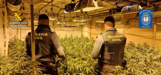 Desmantelan un grupo delictivo en Abarán dedicado al cultivo ilícito de marihuana - 5, Foto 5
