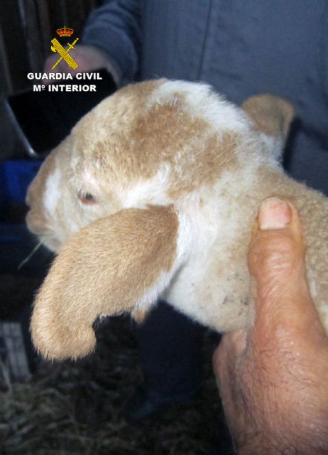 La Guardia Civil detiene al presunto autor de tres robos en granjas de la comarca del Noroeste - 3, Foto 3